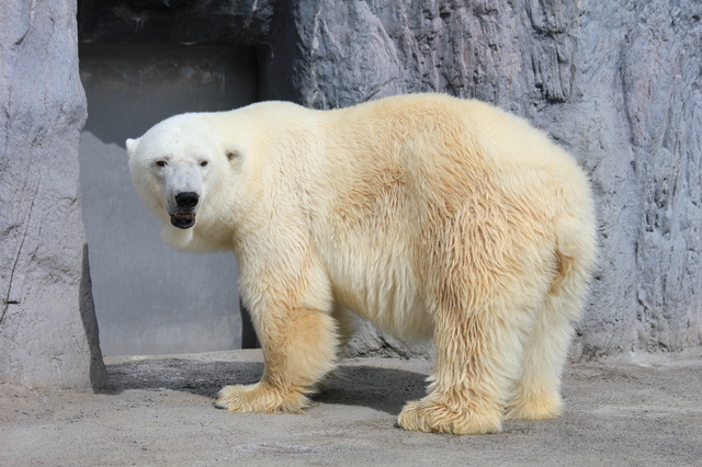 旭山動物園はとにかく、広い