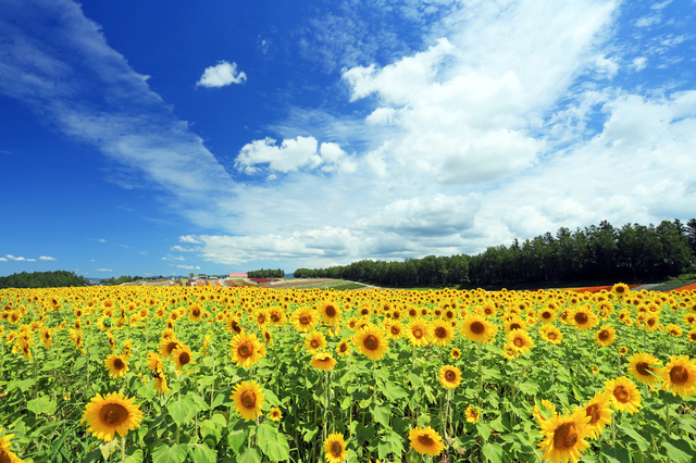 旭川の観光スポット