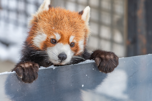 旭川といえば「旭山動物園」