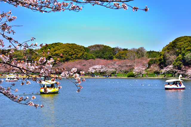 明石公園のボート