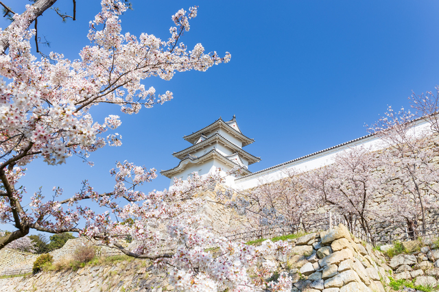 明石城の桜