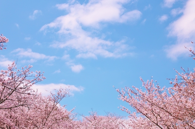 石ケ谷公園の桜