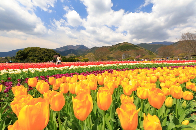 秦野戸川公園