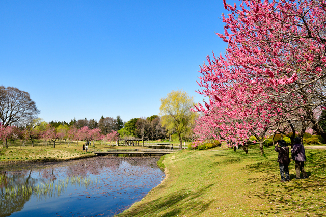 古河総合公園