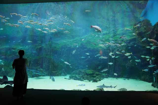 九十九島水族館（海きらら）