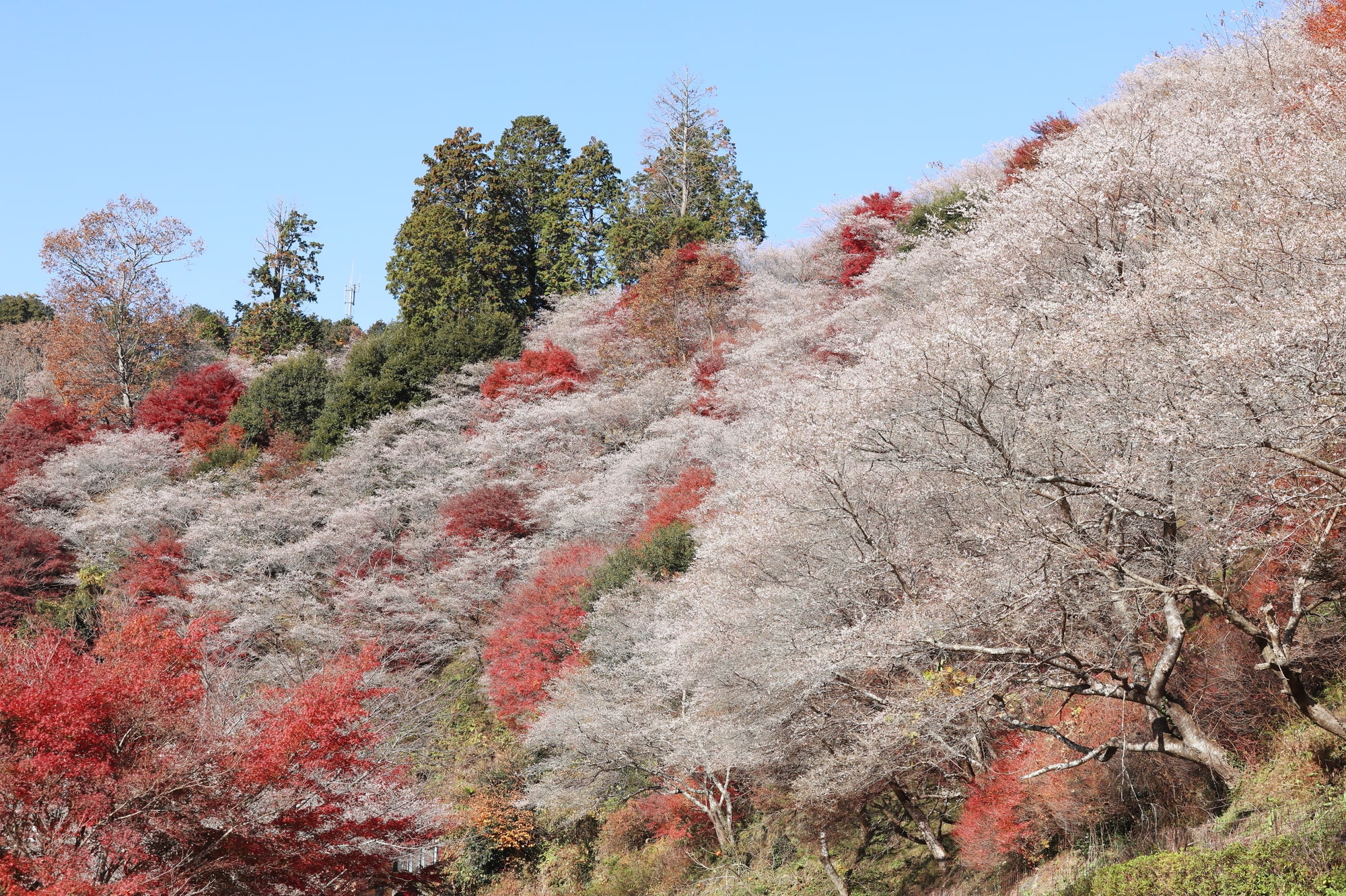 秋には紅葉と桜が混ざり合い調和