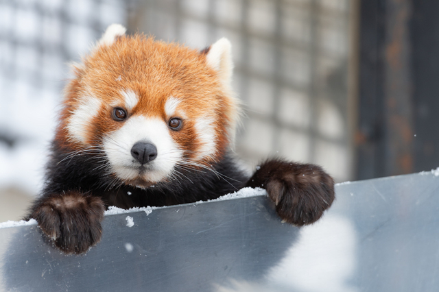 旭山動物園