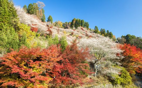 小原町の四季桜