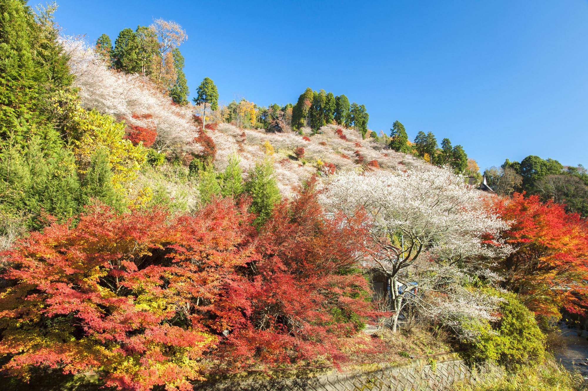 小原町の四季桜