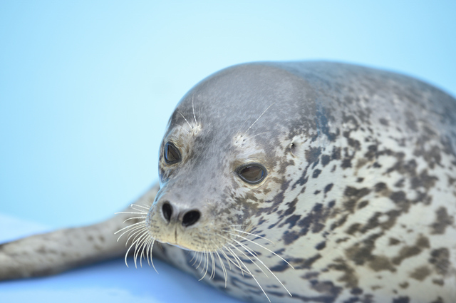 新屋島水族館