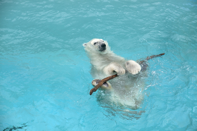 男鹿水族館GAO