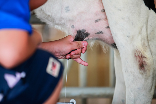 牧場名物の”牛の乳搾り