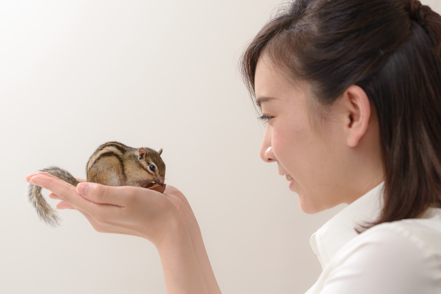 噛む力の弱いシマリス