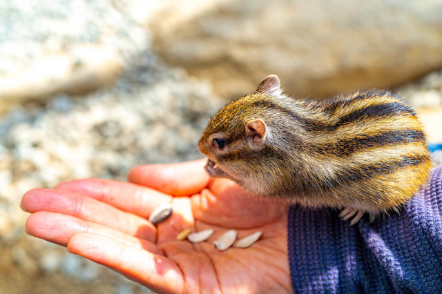 リスを飼う