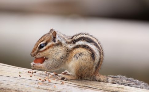 ペットとして飼うのにオススメなのはシマリス