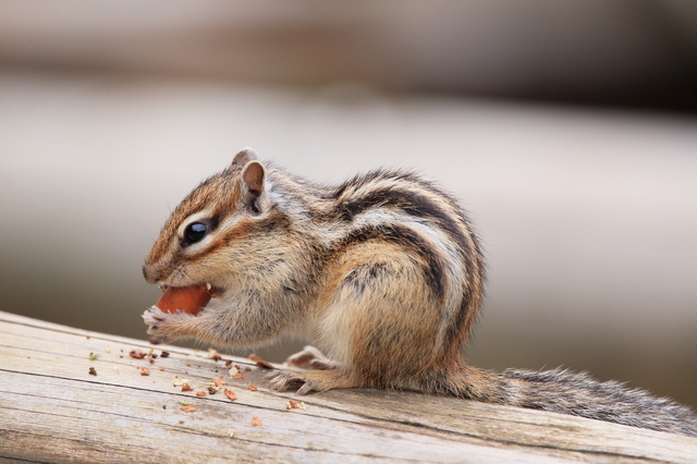 ペットとして飼うのにオススメなのはシマリス