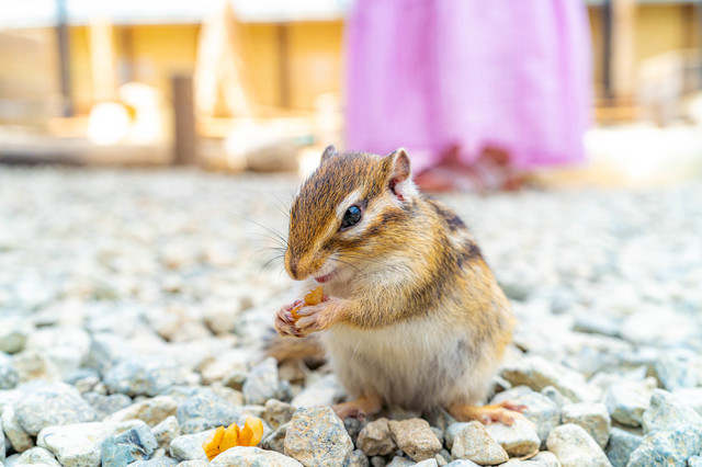 飼っているリスのリッピーちゃん