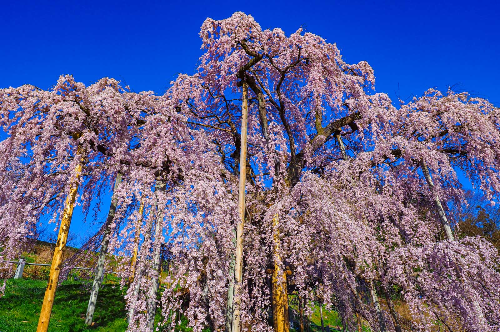 四方八方に伸びた枝から桜が枝垂れている