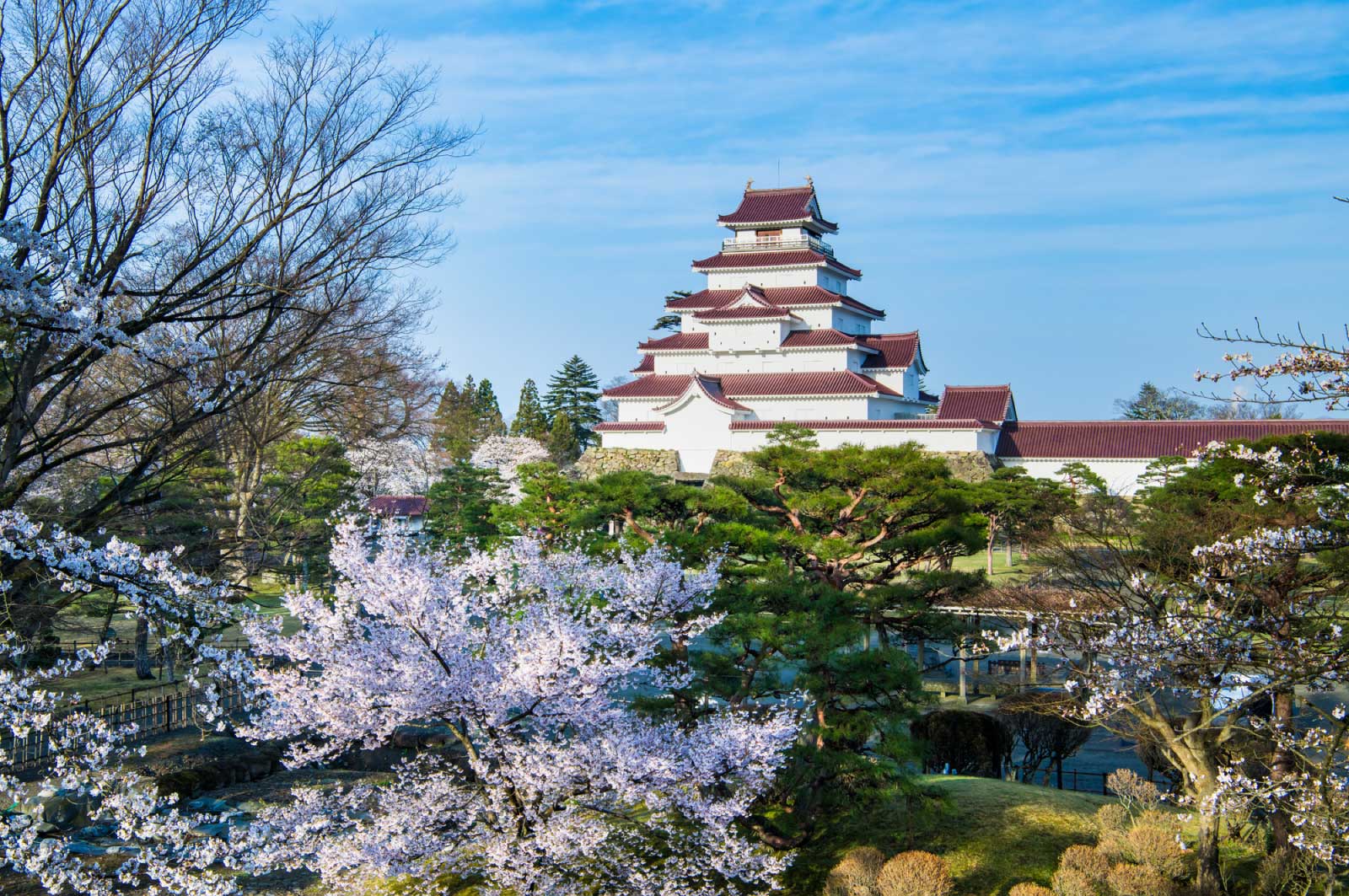 桜越しに眺める天守