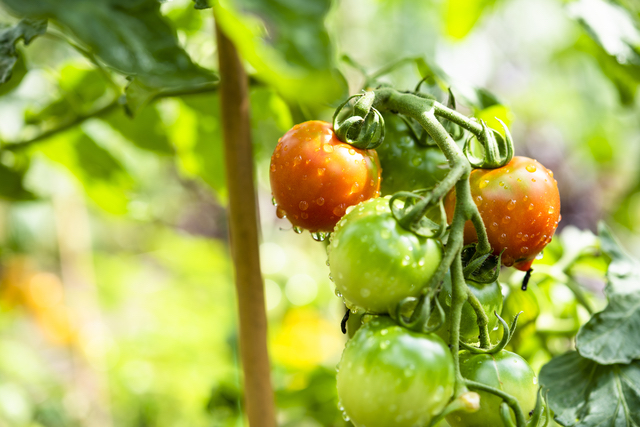 今や不可欠な野菜