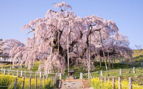 三春滝桜