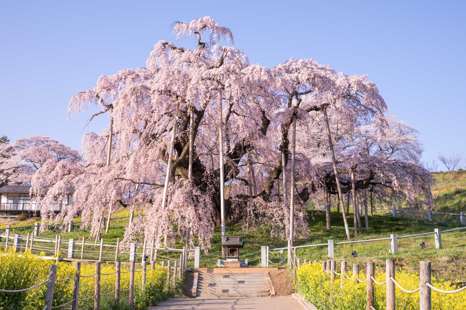 三春滝桜