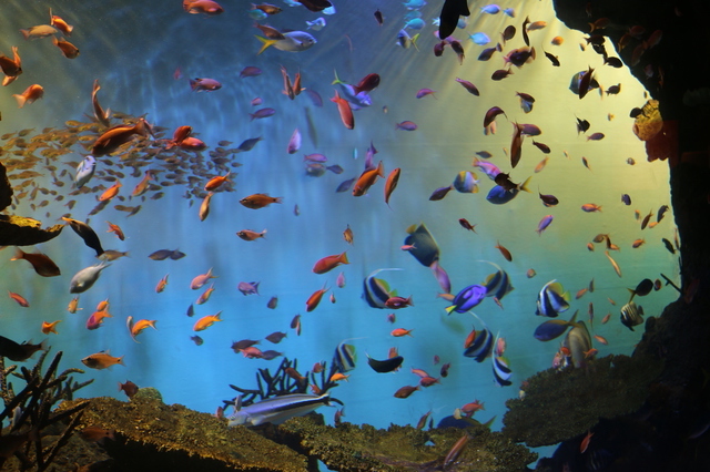 宮島水族館 みやじマリン