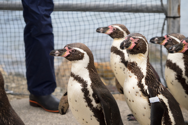 おたる水族館