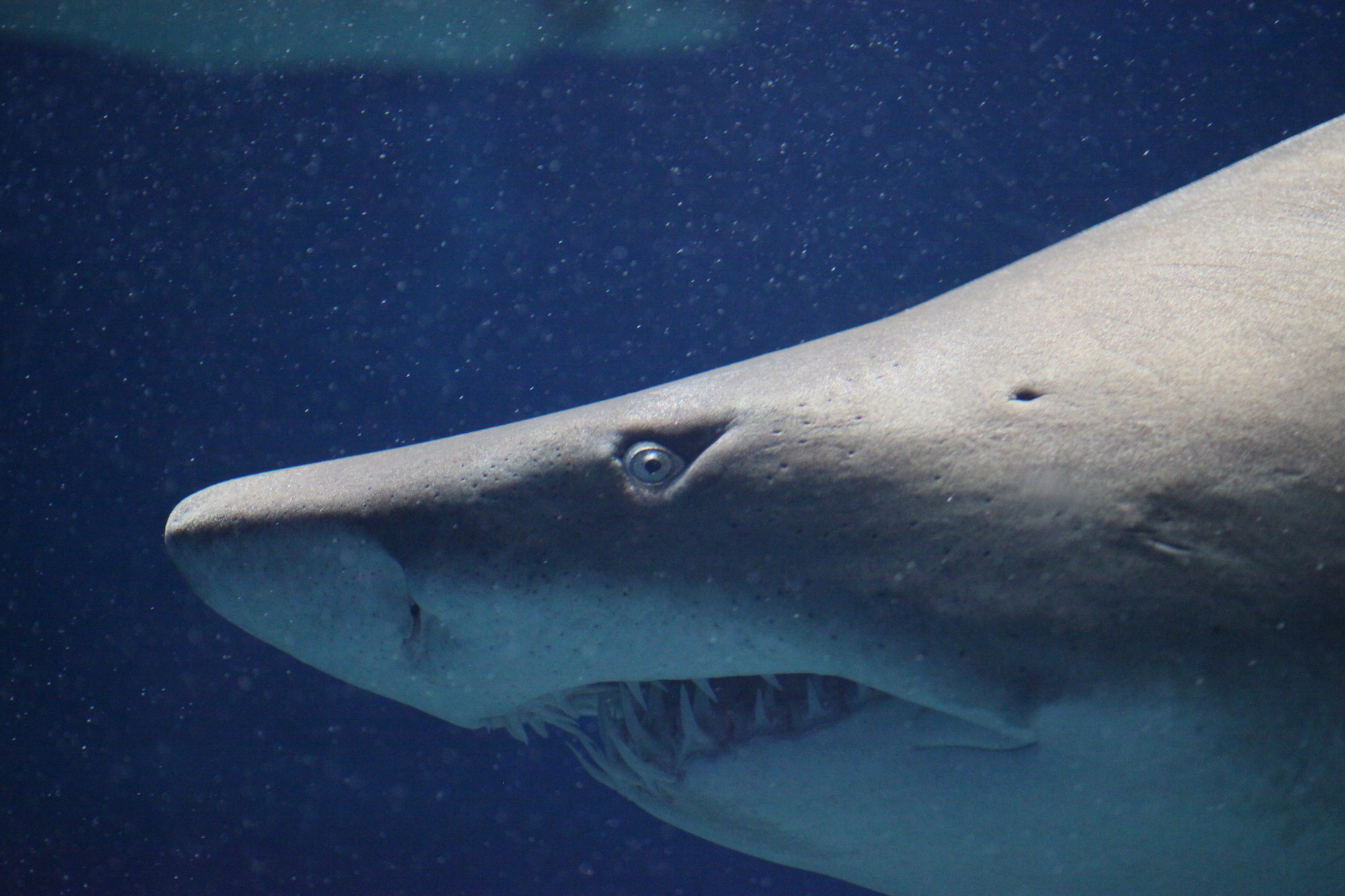 サメの迫力が楽しめる「世界の海ゾーン」