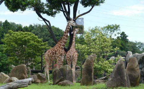 正式名称「よこはま動物園ズーラシア」