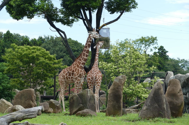 正式名称「よこはま動物園ズーラシア」