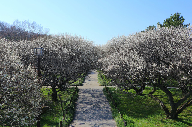 越谷梅林公園