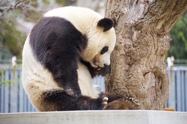 神戸市立王子動物園