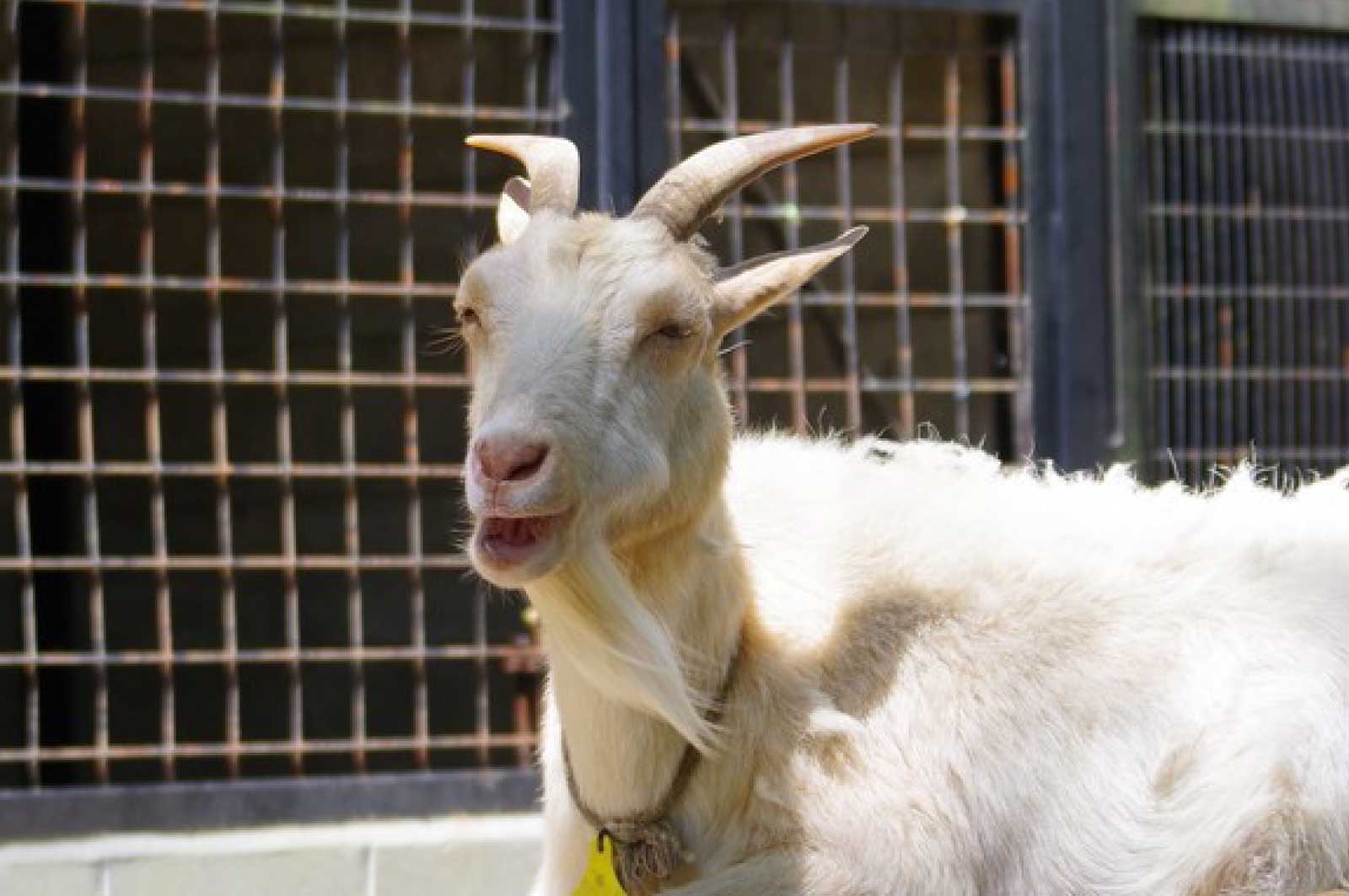 夢見ヶ崎動物公園