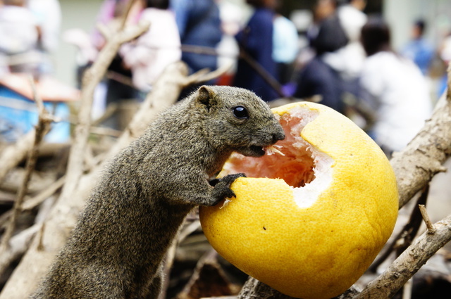 動物園の売りといえば、その名の通り、リス