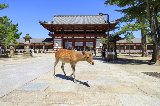 奈良県に住んでいます