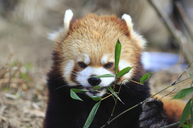 茶臼山動物園