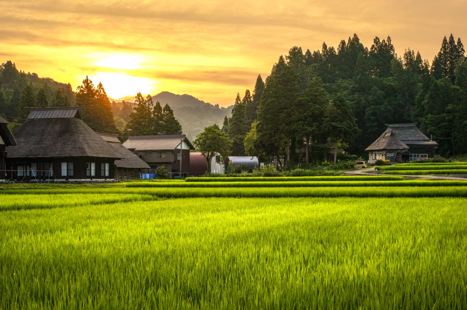 夕日が沈んでいく田んぼの風景