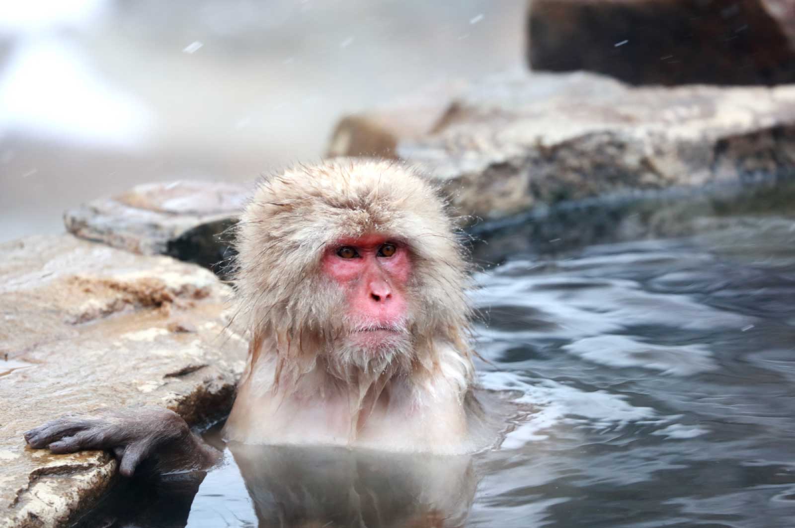 猿の入る温泉