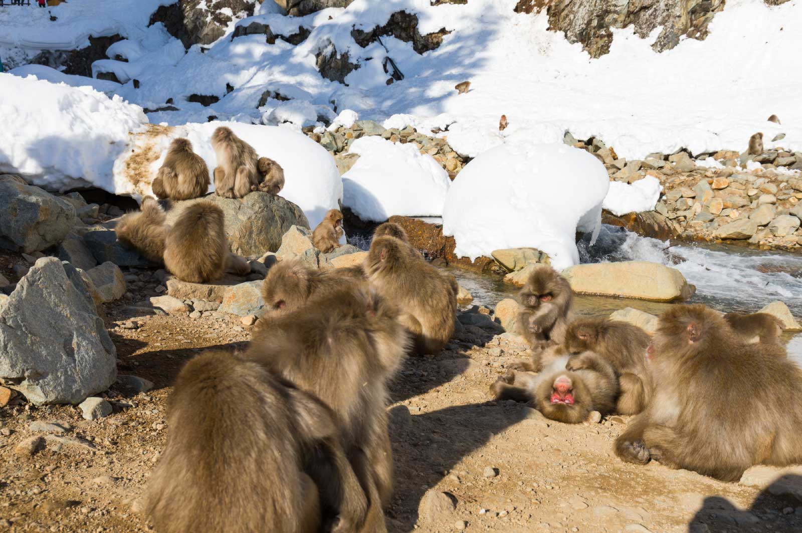 長野でしか”温泉猿”が見られない