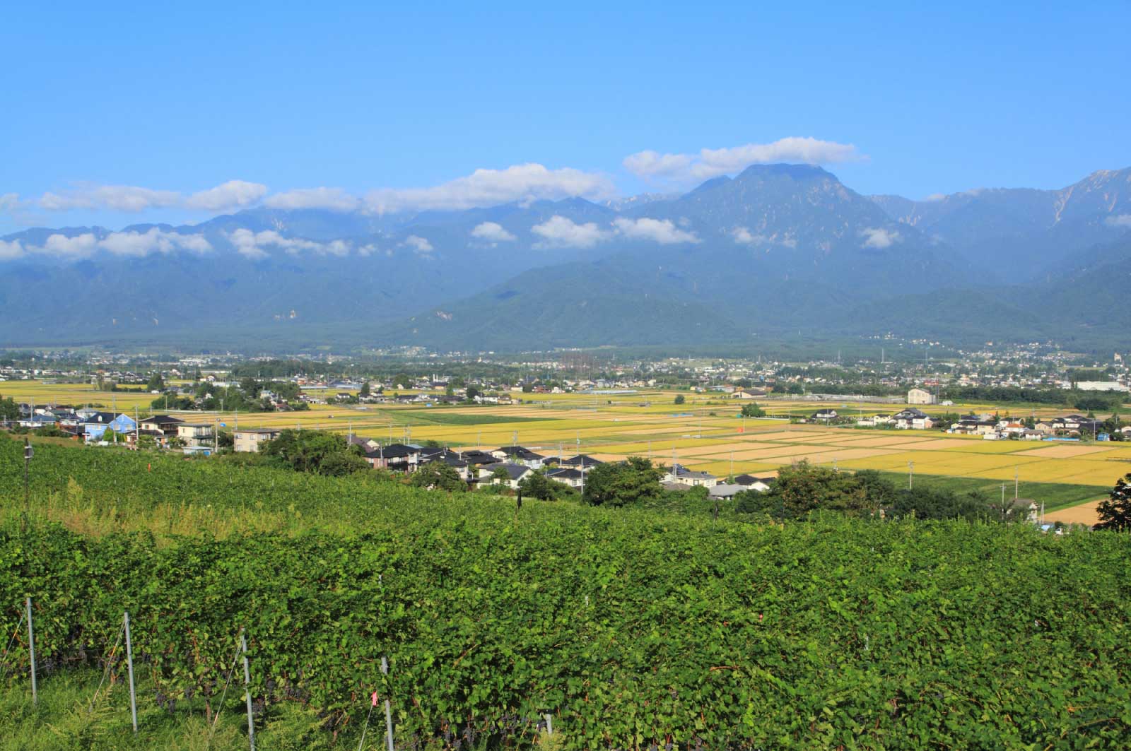 日本でワインといえば、やっぱり長野県