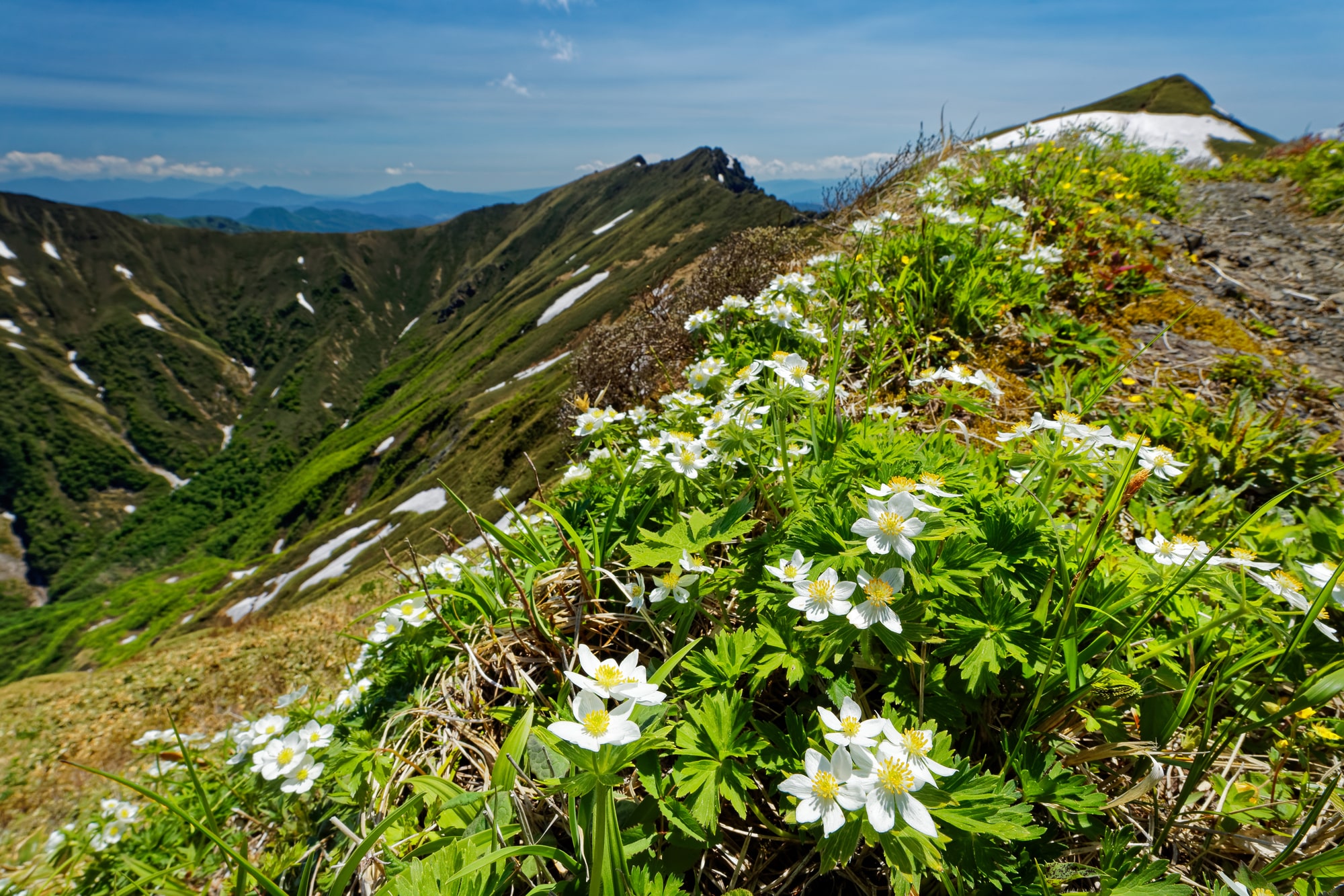 高山植物