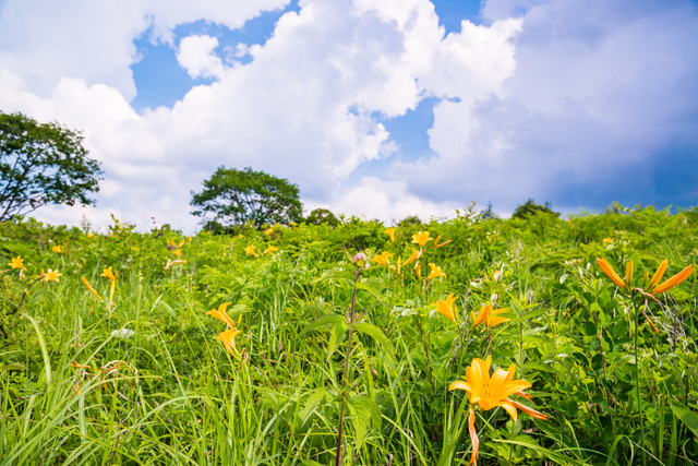 遊歩道でいろんな植物を確かめながら散策する