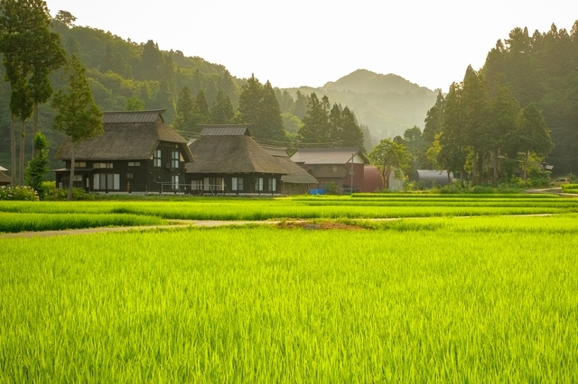 代々新潟の住人