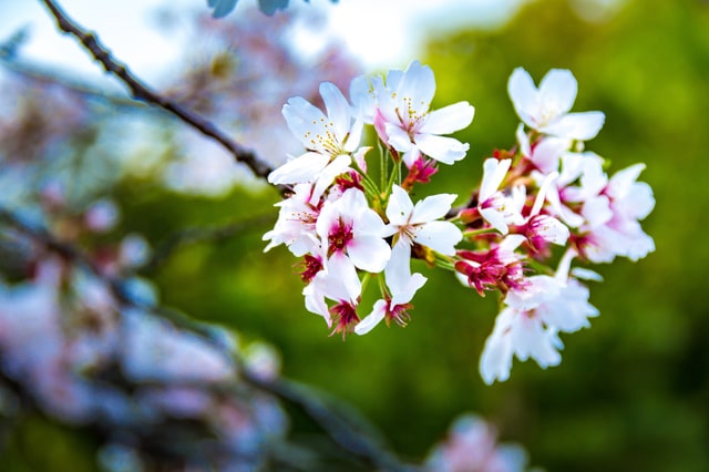 大阪の桜