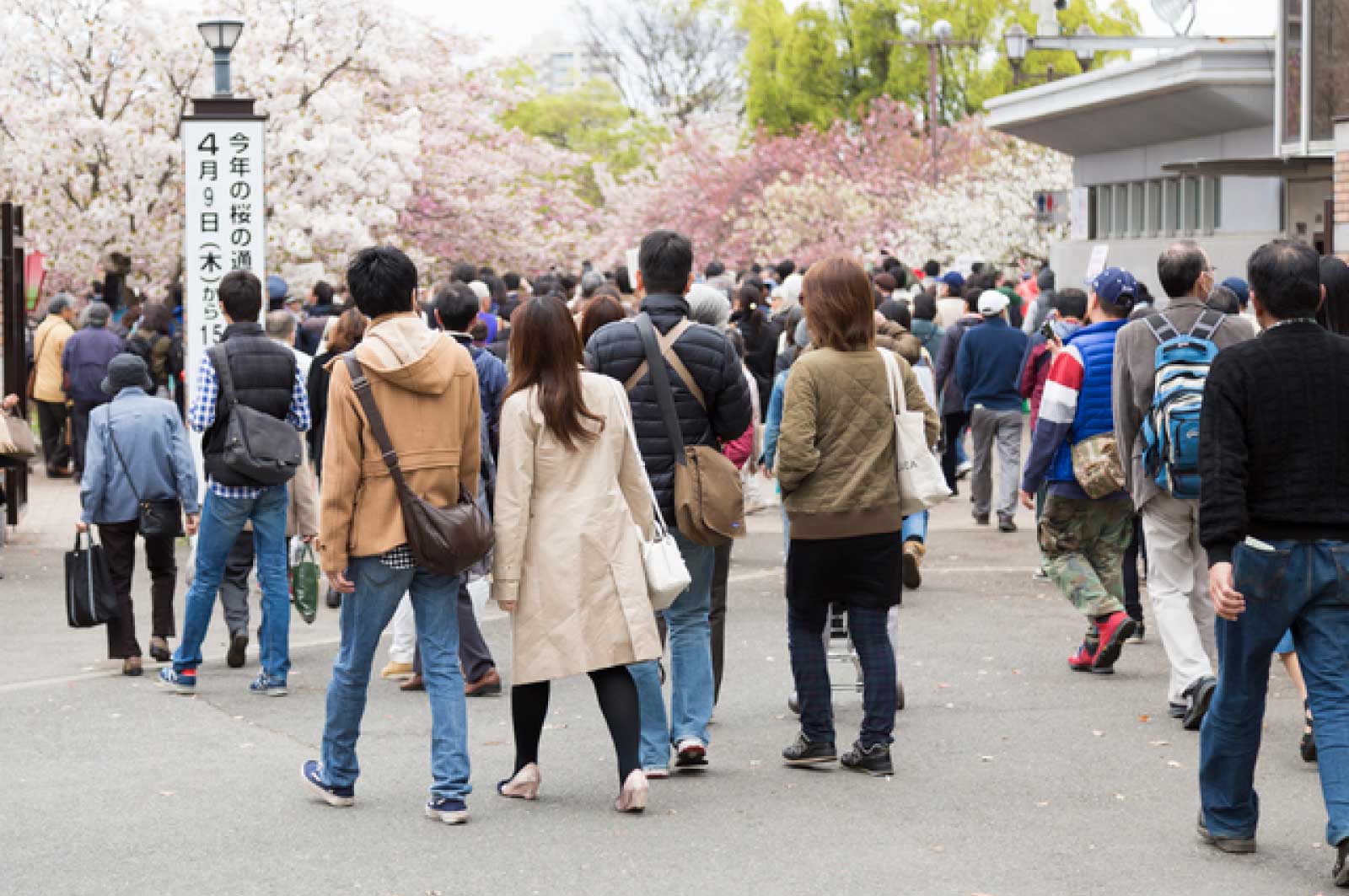 桜の通り抜け