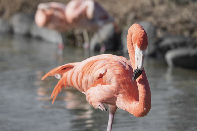 東武動物公園