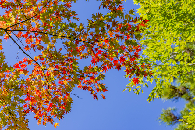 紅葉で色鮮やかに染まっていました