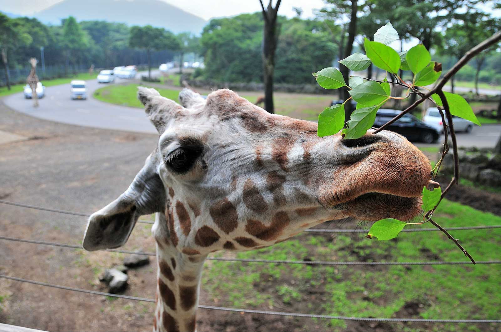 富士サファリパークなら自分の車で園内を巡ることが可能