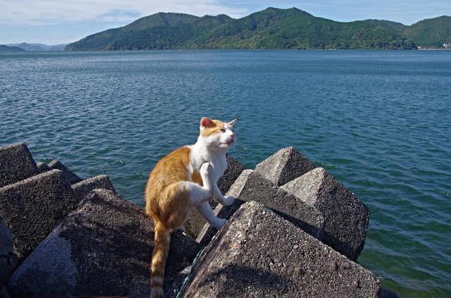 沖島に住み着いた猫